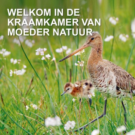 25041-Grutto---Kraamkamer-Moeder-Natuur-(social)@Staatsbosbeheer