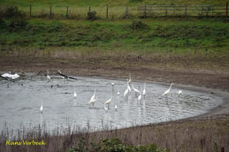 Zilverreigers (4)