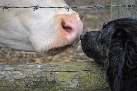 cow-7054645_1280